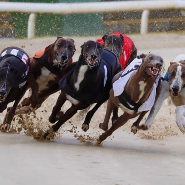 A Night at the Dogs with them racing round the track