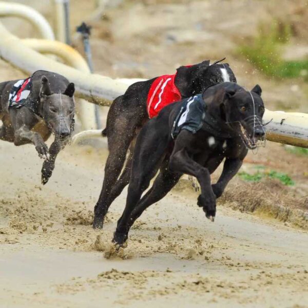 A Night at the Dogs with them racing round the track
