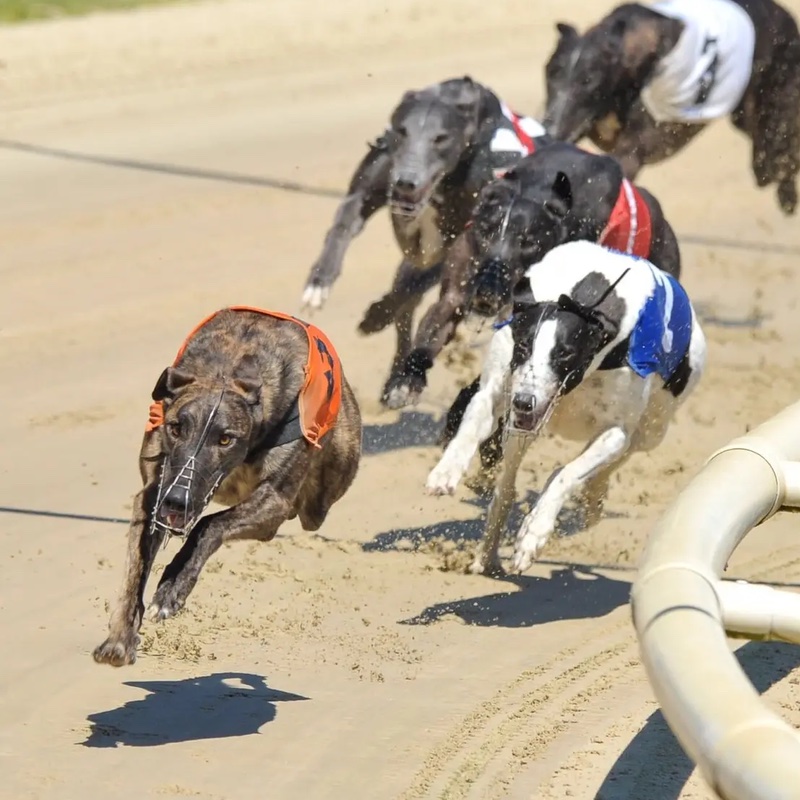 A Night at the Dogs with the dogs racing round the track